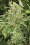 5 Samen Feminisierte Hanfsamen Green Crack